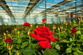 Rose Cultivation: 7 Reasons Why Roses May Not Bloom