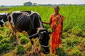 Dairy Farming: NCW Launches Training Programme for Rural Women