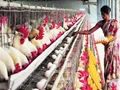 Poultry Sector Urges for Creation of an Organisation Similar To MPEDA to Promote Exports