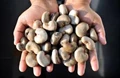 Imports of  Inferior Cashew Kernels   from Vietnam to be Banned