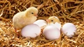 How To Select Eggs For Hatching