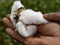 Punjab Cotton Farmers Committing Suicide Due To Crop Losses
