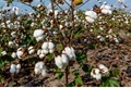 India’s Cotton Crop Outlook Turns Doubtful from Recent Rains & Insect Attack