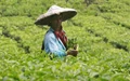 7% Rise in India’s Tea Export Earnings in First Half