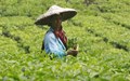 7% Rise in India’s Tea Export Earnings in First Half