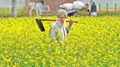 Mustard Markets to Give Good Returns to Farmers in October