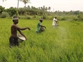 PMFBY: Crop Insurance Scheme May Cover Up to 25 Lakh TN Farmers