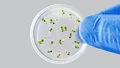 Tiny Plant that May ‘Digest’ Low Density Plastic Sheets