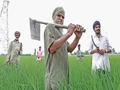 Why Farm Income Growth Is Decreasing In Punjab