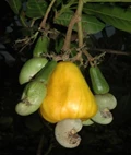 ICAR Develops a New Jumbo Nut Hybrid Cashew Breed to Boost Farmers' Income