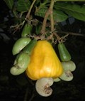 ICAR Develops a New Jumbo Nut Hybrid Cashew Breed to Boost Farmers' Income