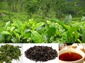 Tea Plant for Herbal Treatment: Camelia Sinensis