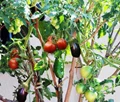 Brimato: A Great Way to Produce Brinjal & Tomato in the Same Plant