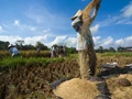 India Requires a Coordinated Rice Policy to Address Related Issues