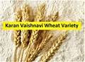 Karan Vaishnavi Wheat Variety is in High Demand; What’s Special about It