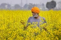 Mustard Cultivation: Top 13 Scientific Tips for Maximum Yields