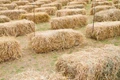 Paddy Straw Generated in Punjab, Haryana and U.P. Expected to Come Down This Year