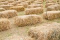 Paddy Straw Generated in Punjab, Haryana and U.P. Expected to Come Down This Year