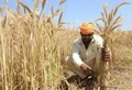 Wheat Varieties: Grow This IARI Variety to Get Guaranteed Bumper Yields