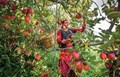 Natural Farming Gaining Popularity in Himachal Pradesh