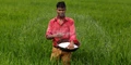 Rajasthan Facing Fertilizer Shortage During Rabi Sowing