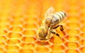 This Super Food Protects Bees from Pesticides