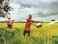 Cabinet Approves Rs 28655 Crore Subsidy on P&K Fertilizers for Rabi Season