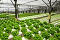 Busted! Top 5 Myths about Hydroponics Farming