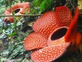 Rafflesia: Largest Flower In World, Can Grow Upto 3 Feet
