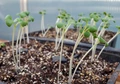 Crop Care: How to Save Leggy Tomato Seedlings?