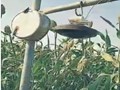 Farmer's Desi 'Jugaad' to Keep Birds Out of Crops Impresses Netizens