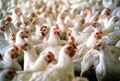Prevention of Zoonotic Diseases When Working With Poultry