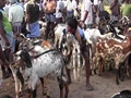 Goat Farming: Find the Best Breeds in These Markets