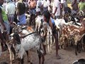 Goat Farming: Find the Best Breeds in These Markets