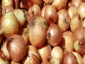 Onion Prices Likely to Remain Firm till Diwali