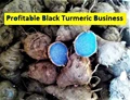 Profitable Business: Earn Huge From Black Turmeric Farming, Check Cost & Profit Details