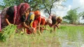 West Bengal's Paddy Harvest Under Threat Due To Unseasonal Rains