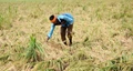 Gujarat Government Announces “Agriculture Relief Package” to Compensate Crop Losses