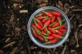 All You Need to Know about Bird’s Eye Chilli