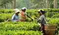 Sri Lanka's takes U-turn in its Organic Farming Drive: A Warning for Developing Nations