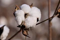 Farmers Getting High Yields from Hybrid Cotton Seeds