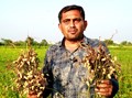 UPL’s ProNutiva Program Increases Yield & Oil Content in Groundnut Crop