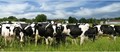 Dairy Farming & Technology Can Together Change the Face of Indian Dairy Industry