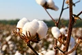 Cotton Prices Rise up to Rs 7000 per Quintal: Silver Lining for Vidarbha’s Farmers