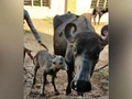 India’s First IVF Banni Buffalo Calf Born In Gujarat