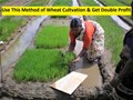 This New Method of Wheat Cultivation Guarantees High Yield and Good Profit