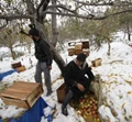 Kashmir's Apple Growers Distressed as Early Snow Damages Crops