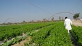 Good News! Farmers to Get 90% Subsidy on Drip Irrigation System