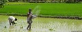 Paddy Harvest Ruined Due To Heavy Rains In Punjab
