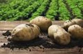 Farmers are Shying Away from Potato Cultivation in Orissa